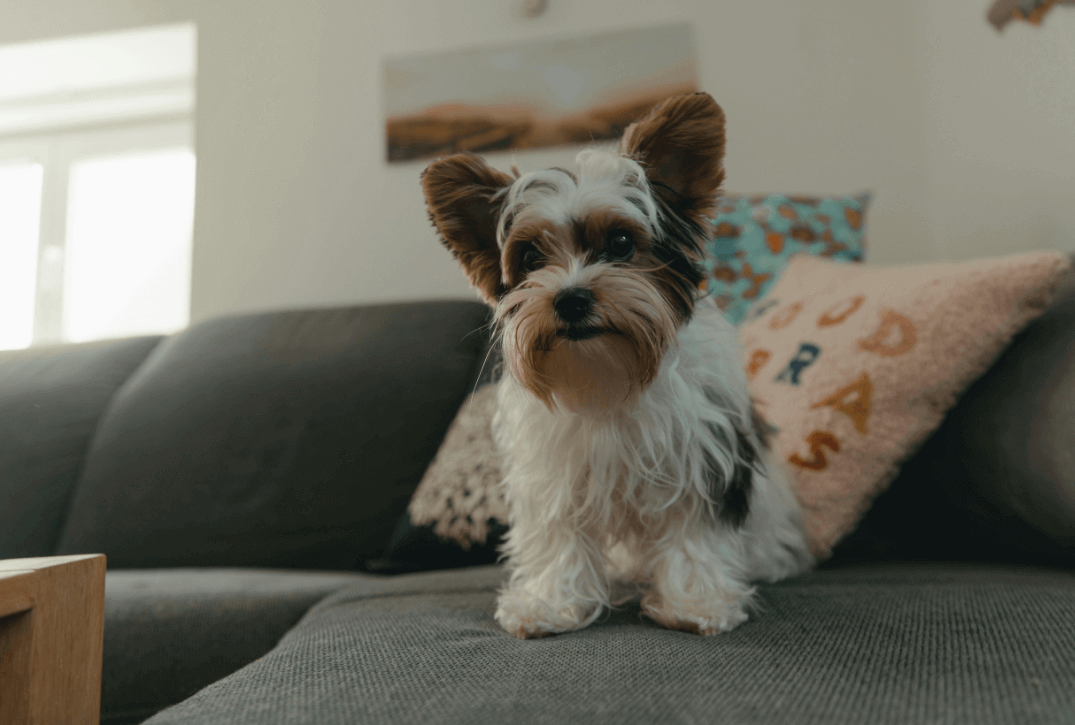 cães para apartamentos