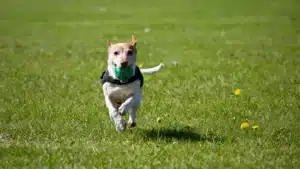 A imagem mostra um cachorro correndo em um campo gramado com uma bola verde na boca.