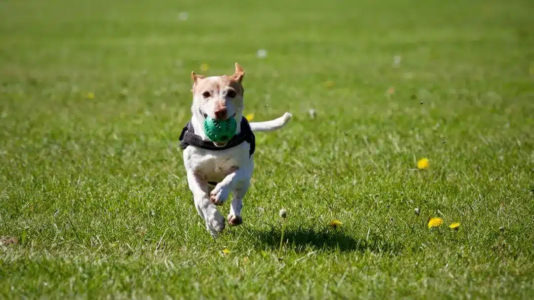 A imagem mostra um cachorro correndo em um campo gramado com uma bola verde na boca.