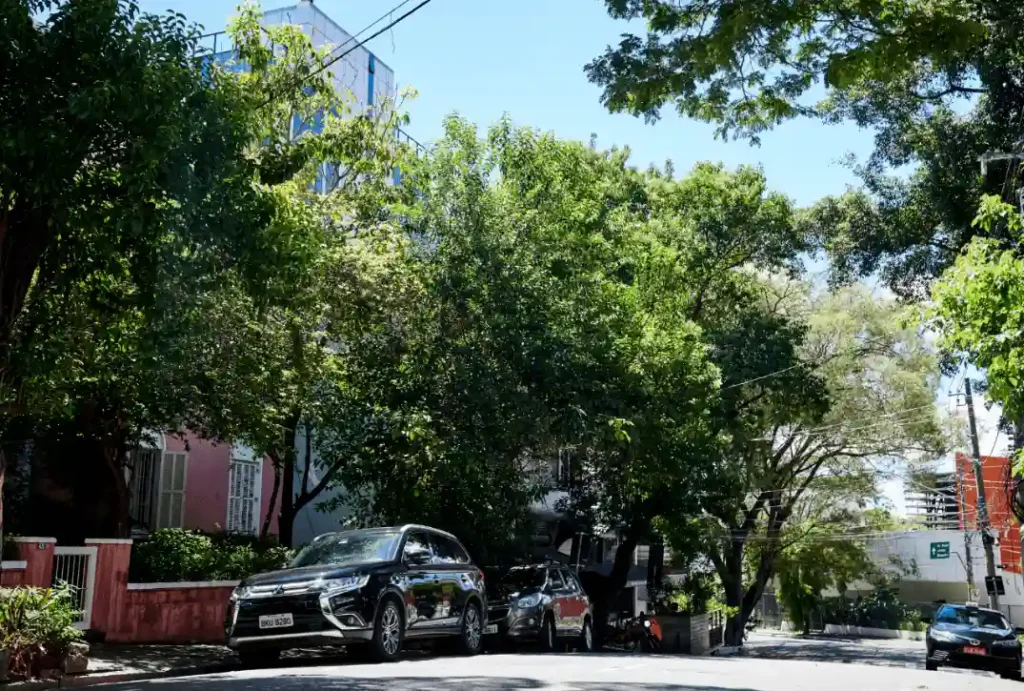 pinheiros