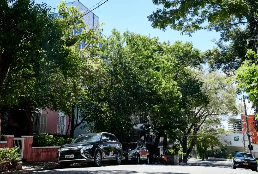 pinheiros