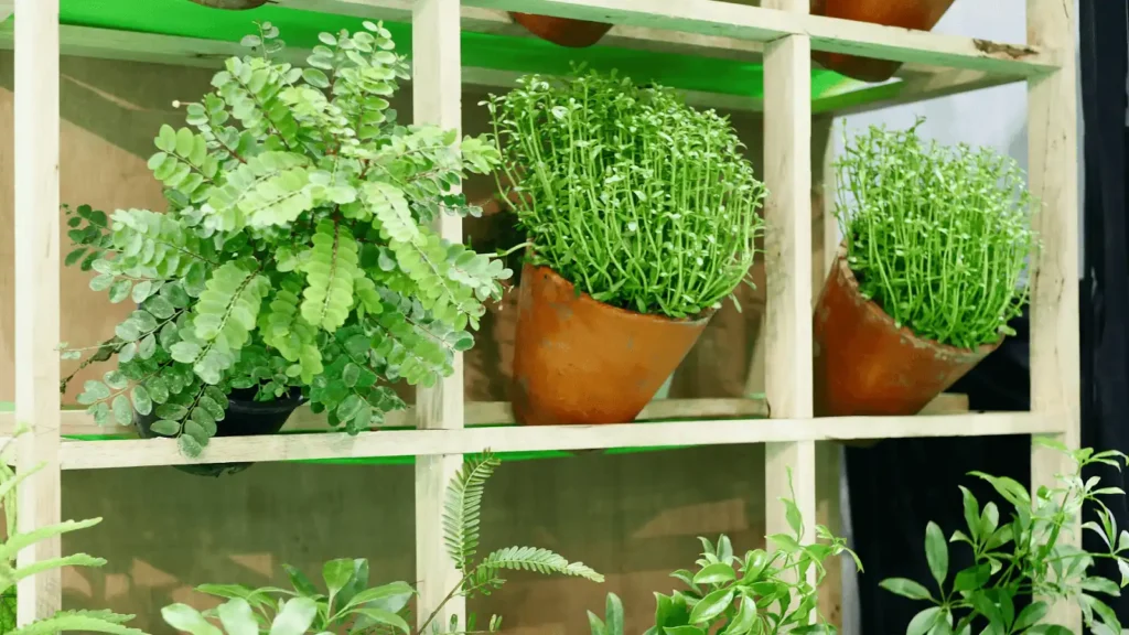 A imagem mostra um exemplo de um jardim ou horta vertical. Essa técnica de jardinagem utiliza estruturas verticais, como prateleiras de madeira, para cultivar plantas em espaços limitados.